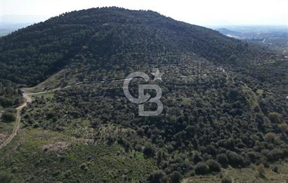 TORBALI TAŞKESİK’TE SATILIK 11915 M2 FIRSAT ZEYTİNLİK