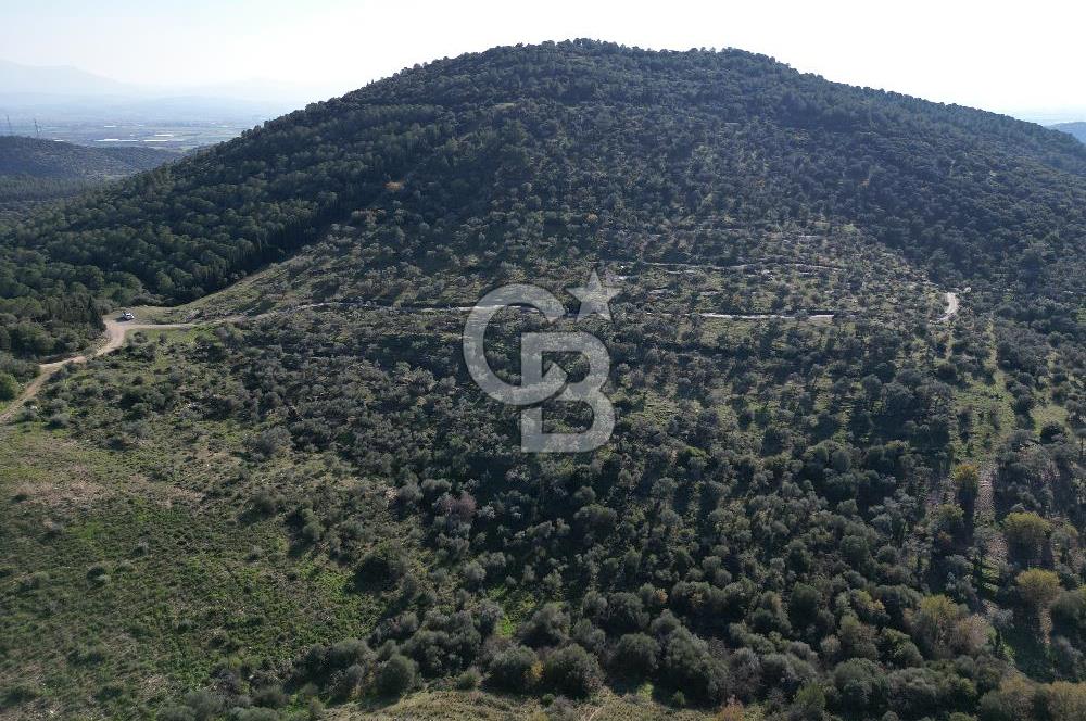 TORBALI TAŞKESİK’TE SATILIK 11915 M2 FIRSAT ZEYTİNLİK