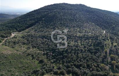 TORBALI TAŞKESİK’TE SATILIK 11915 M2 FIRSAT ZEYTİNLİK
