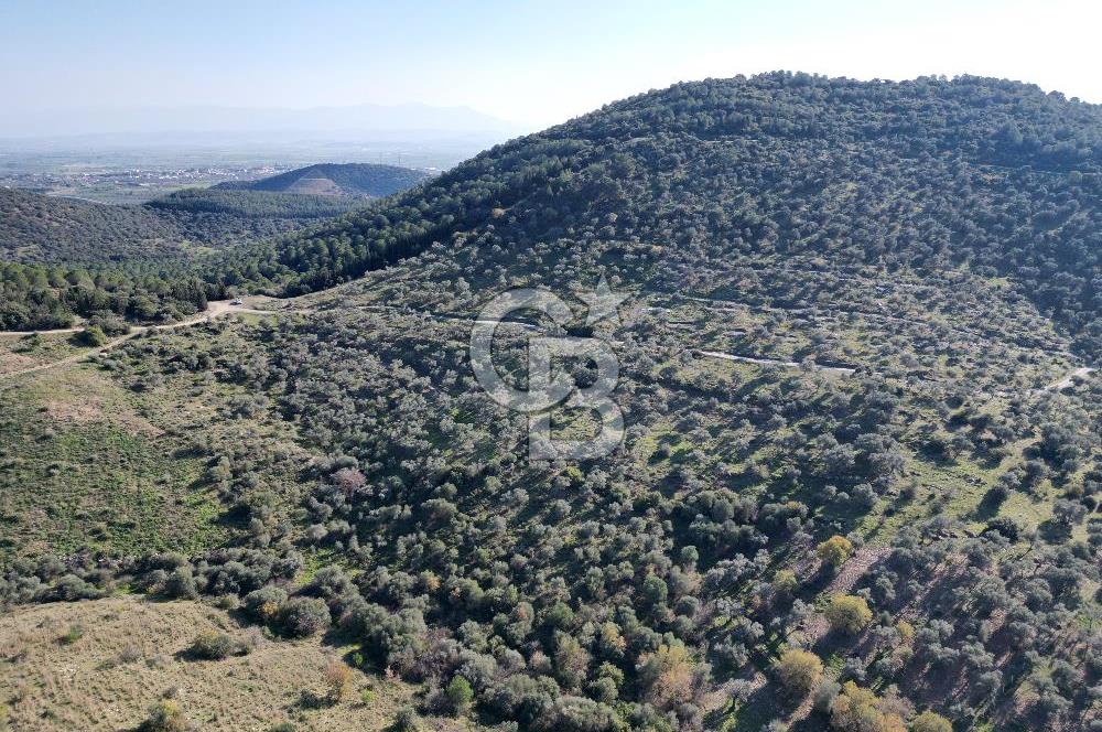 TORBALI TAŞKESİK’TE SATILIK 11915 M2 FIRSAT ZEYTİNLİK