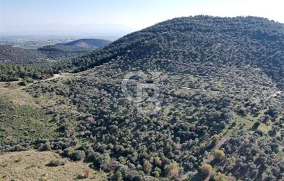 TORBALI TAŞKESİK’TE SATILIK 11915 M2 FIRSAT ZEYTİNLİK