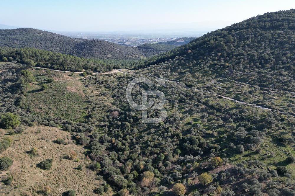 TORBALI TAŞKESİK’TE SATILIK 11915 M2 FIRSAT ZEYTİNLİK