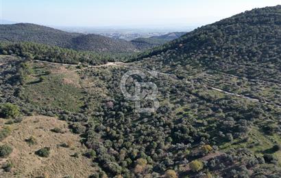 TORBALI TAŞKESİK’TE SATILIK 11915 M2 FIRSAT ZEYTİNLİK