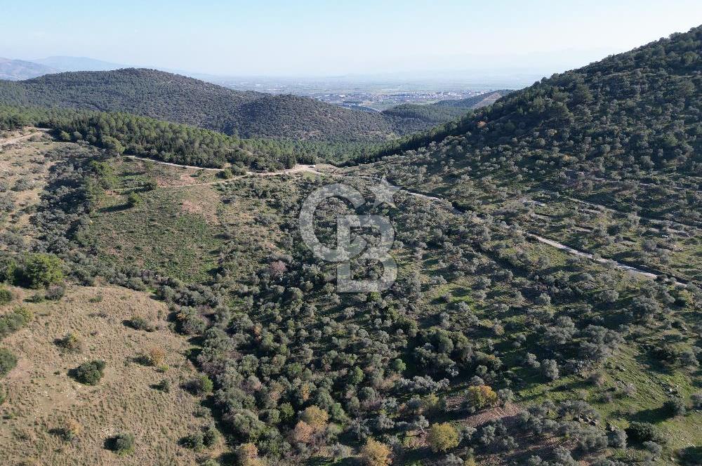 TORBALI TAŞKESİK’TE SATILIK 11915 M2 FIRSAT ZEYTİNLİK