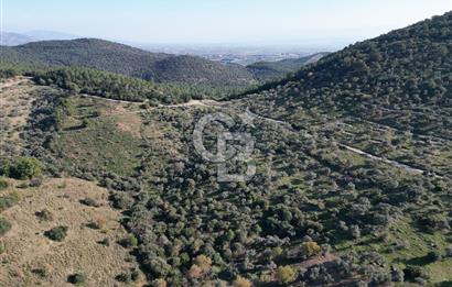 TORBALI TAŞKESİK’TE SATILIK 11915 M2 FIRSAT ZEYTİNLİK