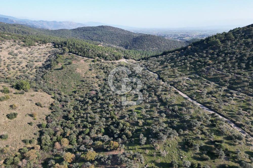 TORBALI TAŞKESİK’TE SATILIK 11915 M2 FIRSAT ZEYTİNLİK