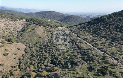 TORBALI TAŞKESİK’TE SATILIK 11915 M2 FIRSAT ZEYTİNLİK