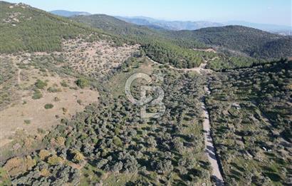 TORBALI TAŞKESİK’TE SATILIK 11915 M2 FIRSAT ZEYTİNLİK