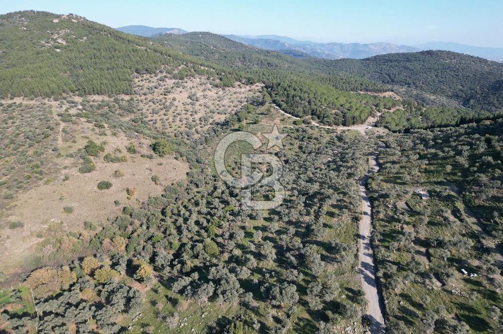 TORBALI TAŞKESİK’TE SATILIK 11915 M2 FIRSAT ZEYTİNLİK