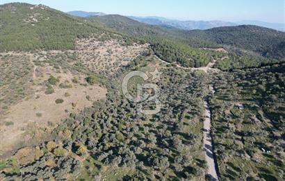 TORBALI TAŞKESİK’TE SATILIK 11915 M2 FIRSAT ZEYTİNLİK
