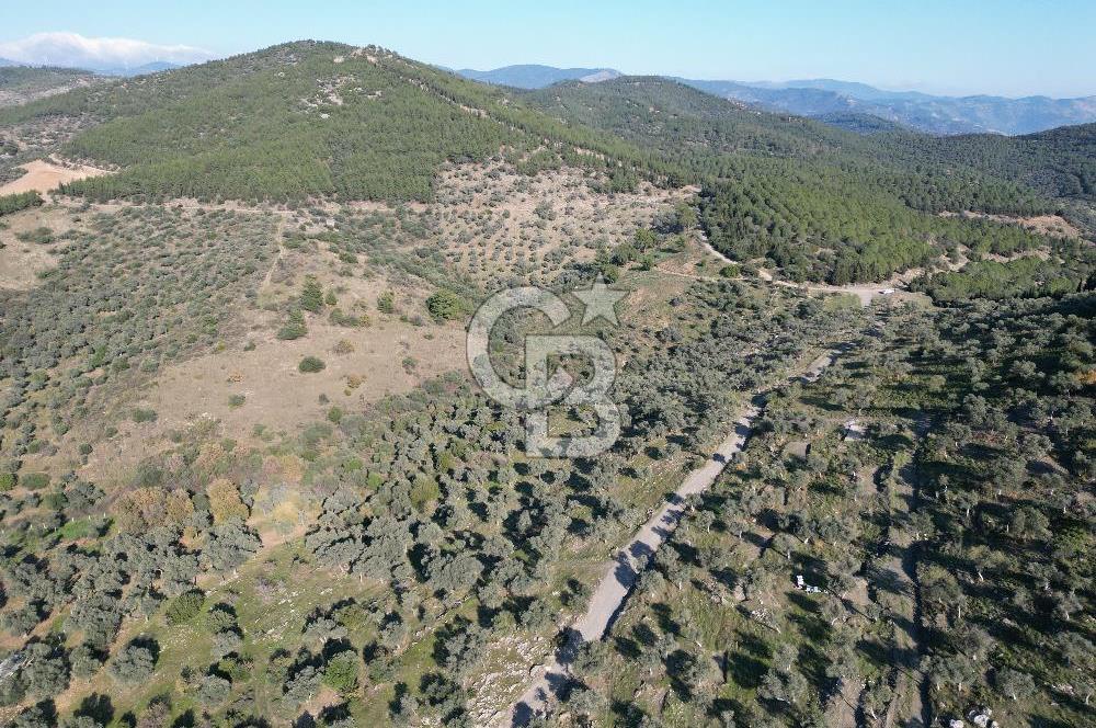 TORBALI TAŞKESİK’TE SATILIK 11915 M2 FIRSAT ZEYTİNLİK