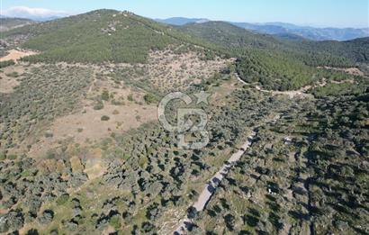 TORBALI TAŞKESİK’TE SATILIK 11915 M2 FIRSAT ZEYTİNLİK