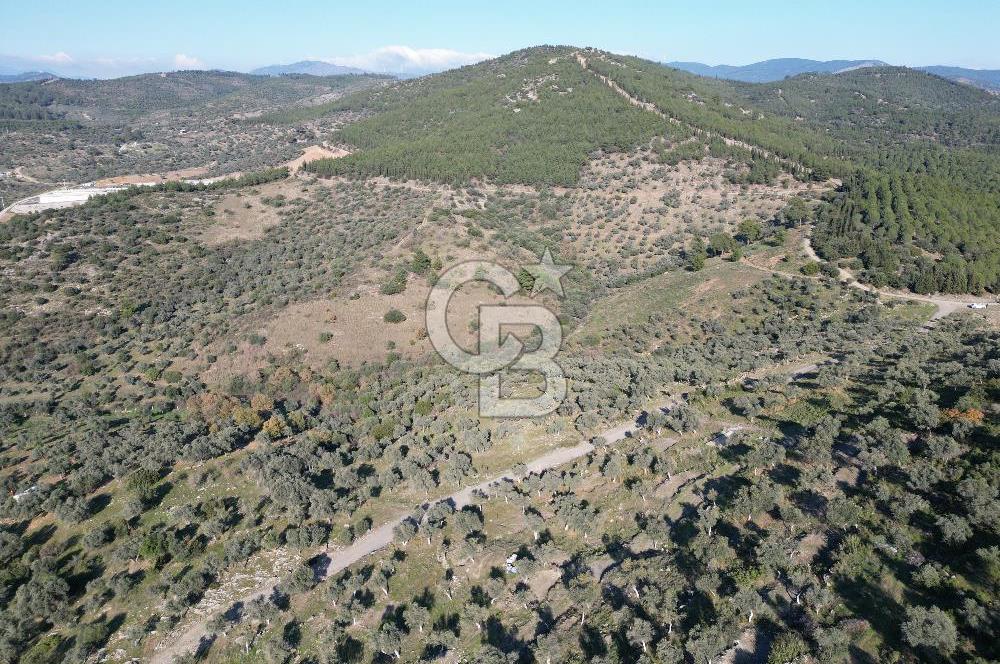 TORBALI TAŞKESİK’TE SATILIK 11915 M2 FIRSAT ZEYTİNLİK