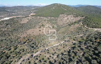 TORBALI TAŞKESİK’TE SATILIK 11915 M2 FIRSAT ZEYTİNLİK