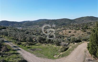 TORBALI TAŞKESİK’TE SATILIK 11915 M2 FIRSAT ZEYTİNLİK