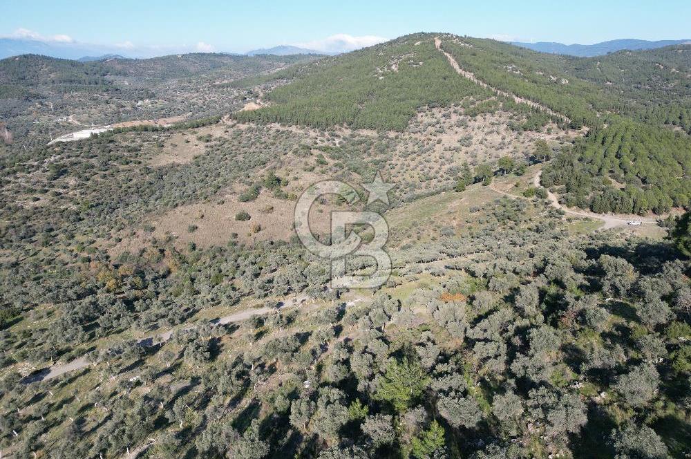 TORBALI TAŞKESİK’TE SATILIK 11915 M2 FIRSAT ZEYTİNLİK