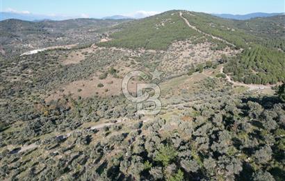 TORBALI TAŞKESİK’TE SATILIK 11915 M2 FIRSAT ZEYTİNLİK