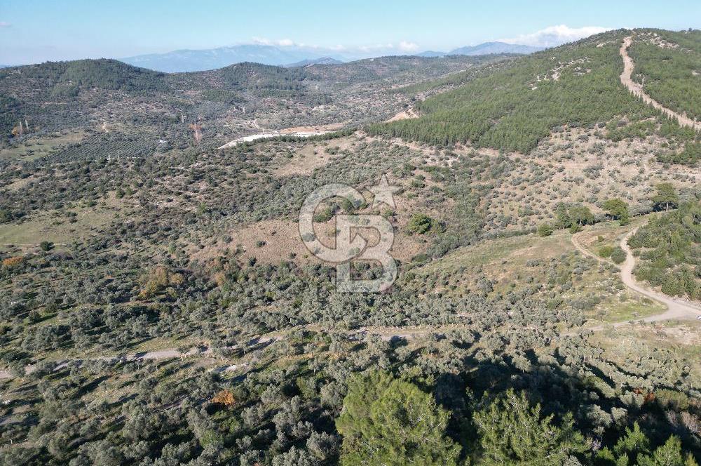 TORBALI TAŞKESİK’TE SATILIK 11915 M2 FIRSAT ZEYTİNLİK