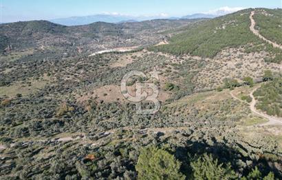 TORBALI TAŞKESİK’TE SATILIK 11915 M2 FIRSAT ZEYTİNLİK
