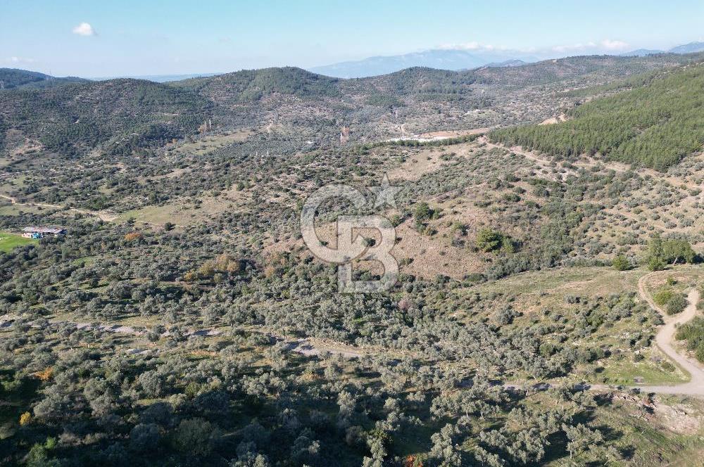 TORBALI TAŞKESİK’TE SATILIK 11915 M2 FIRSAT ZEYTİNLİK