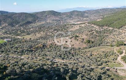 TORBALI TAŞKESİK’TE SATILIK 11915 M2 FIRSAT ZEYTİNLİK