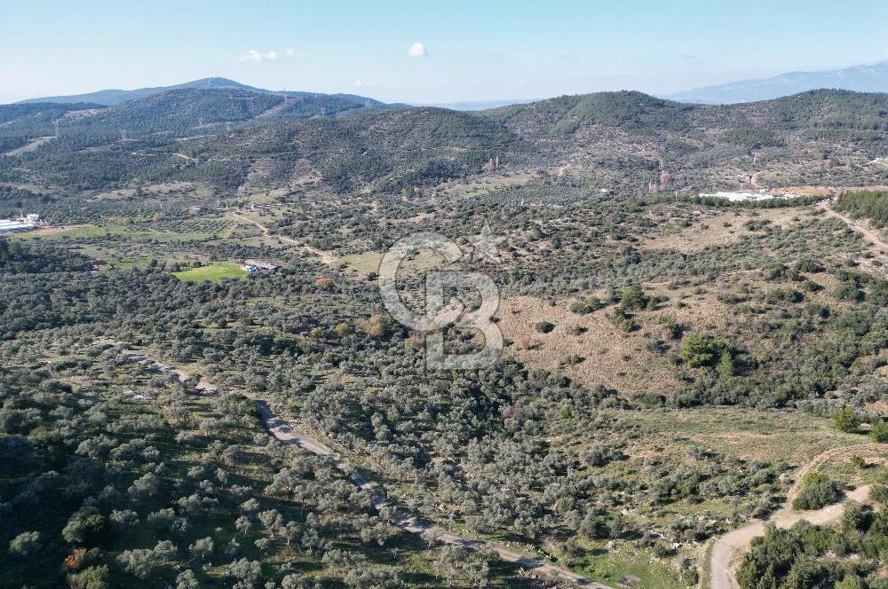 TORBALI TAŞKESİK’TE SATILIK 11915 M2 FIRSAT ZEYTİNLİK