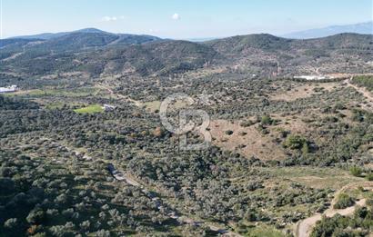 TORBALI TAŞKESİK’TE SATILIK 11915 M2 FIRSAT ZEYTİNLİK