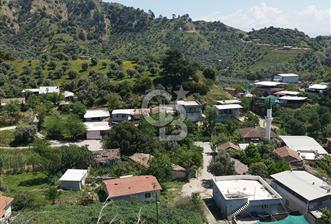 Aydın Efeler Pınardere'de Satılık Zeytinlik - 2 - 322518