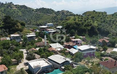 Aydın Efeler Pınardere'de Satılık Zeytinlik