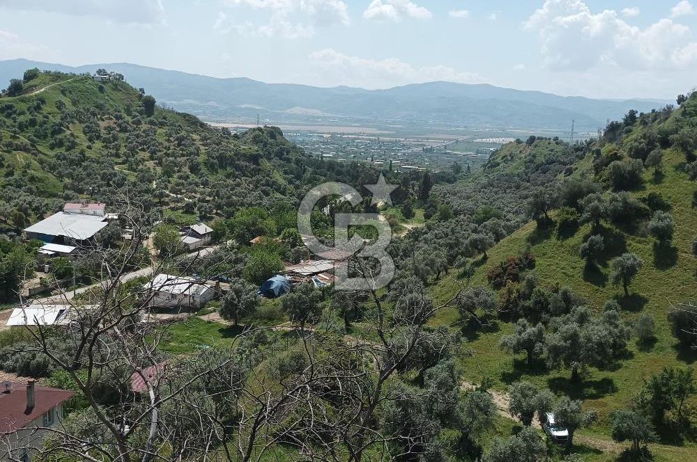 Aydın Efeler Pınardere'de Satılık Zeytinlik