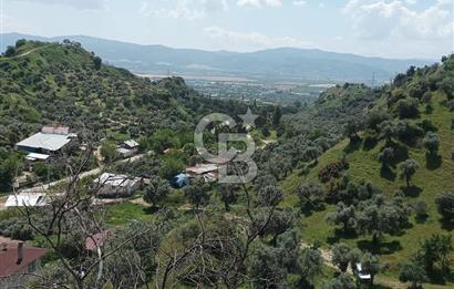 Aydın Efeler Pınardere'de Satılık Zeytinlik