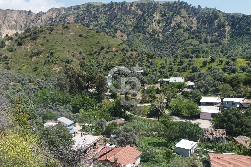 Aydın Efeler Pınardere'de Satılık Zeytinlik