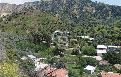 Aydın Efeler Pınardere'de Satılık Zeytinlik