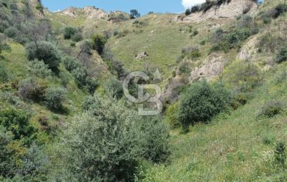 Aydın Efeler Pınardere'de Satılık Zeytinlik