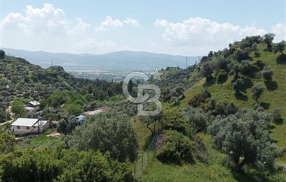 Aydın Efeler Pınardere'de Satılık Zeytinlik