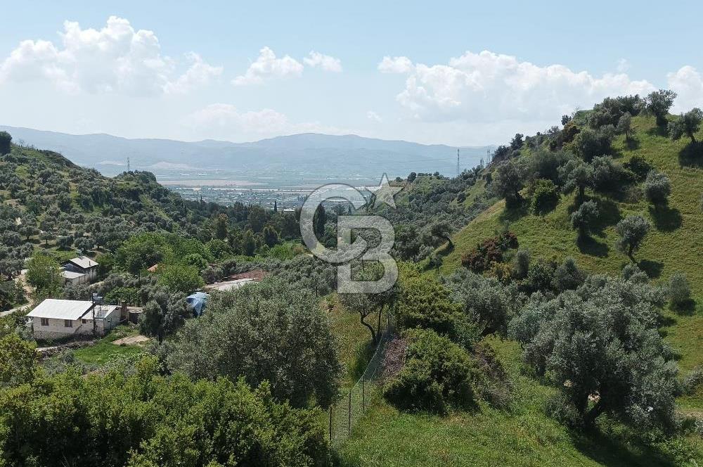 Aydın Efeler Pınardere'de Satılık Zeytinlik