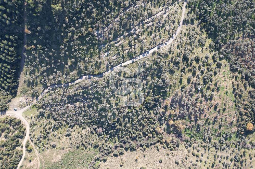TORBALI TAŞKESİK’TE SATILIK 11915 M2 FIRSAT ZEYTİNLİK