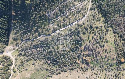 TORBALI TAŞKESİK’TE SATILIK 11915 M2 FIRSAT ZEYTİNLİK