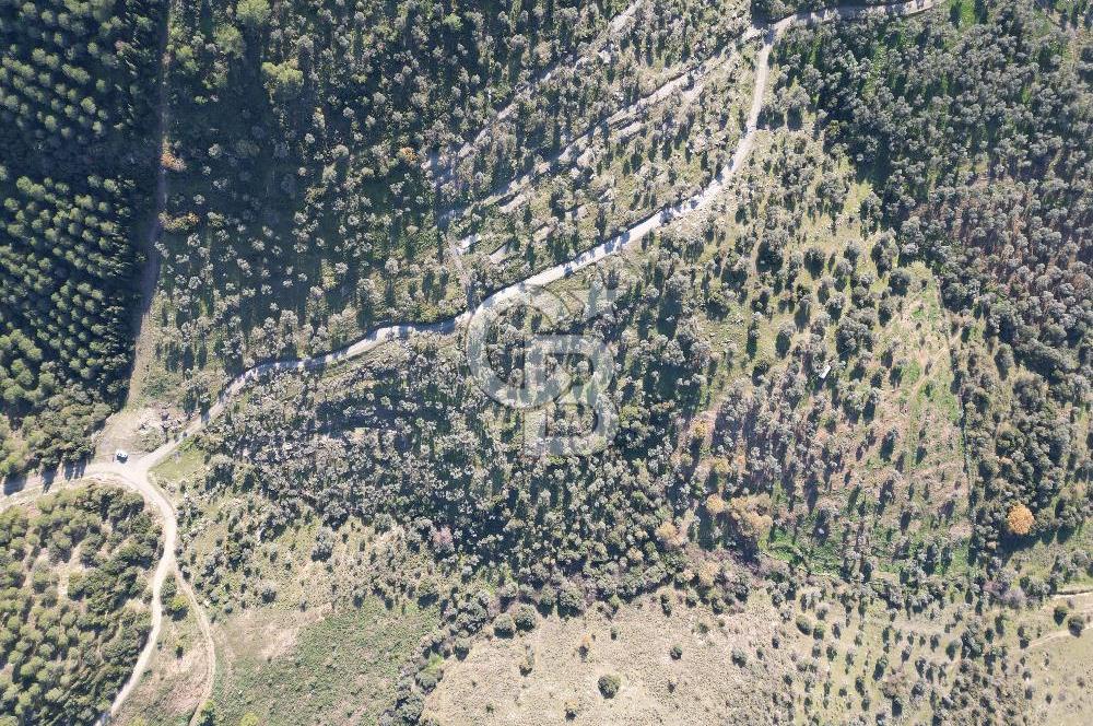 TORBALI TAŞKESİK’TE SATILIK 11915 M2 FIRSAT ZEYTİNLİK