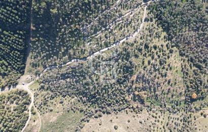 TORBALI TAŞKESİK’TE SATILIK 11915 M2 FIRSAT ZEYTİNLİK