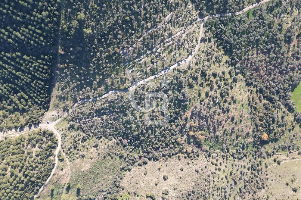 TORBALI TAŞKESİK’TE SATILIK 11915 M2 FIRSAT ZEYTİNLİK