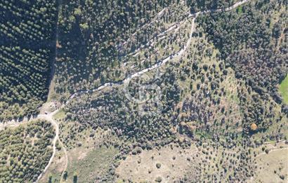 TORBALI TAŞKESİK’TE SATILIK 11915 M2 FIRSAT ZEYTİNLİK