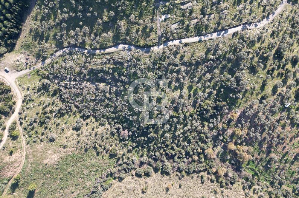 TORBALI TAŞKESİK’TE SATILIK 11915 M2 FIRSAT ZEYTİNLİK