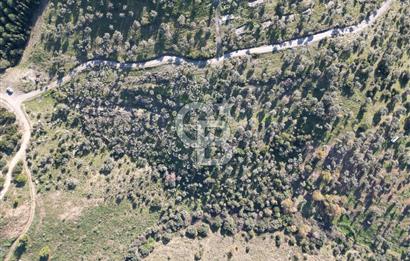 TORBALI TAŞKESİK’TE SATILIK 11915 M2 FIRSAT ZEYTİNLİK