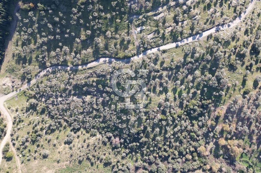 TORBALI TAŞKESİK’TE SATILIK 11915 M2 FIRSAT ZEYTİNLİK
