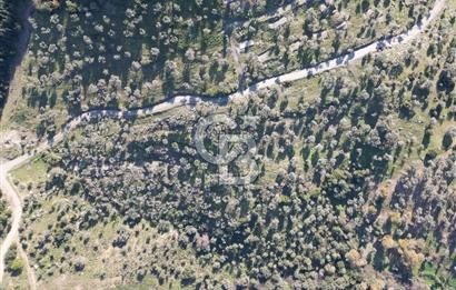 TORBALI TAŞKESİK’TE SATILIK 11915 M2 FIRSAT ZEYTİNLİK