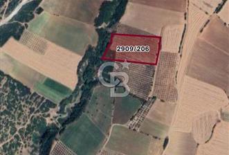 BANDIRMA YENİYENİCE'DE SATILIK 400 AĞAÇLIK CEVİZ BAHÇESİ - 4 - 322622