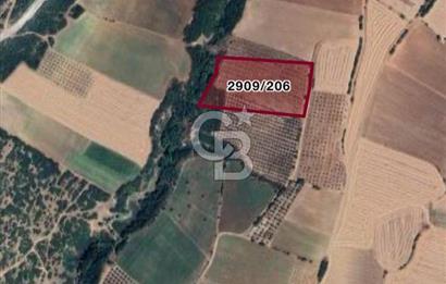 BANDIRMA YENİYENİCE'DE SATILIK 400 AĞAÇLIK CEVİZ BAHÇESİ