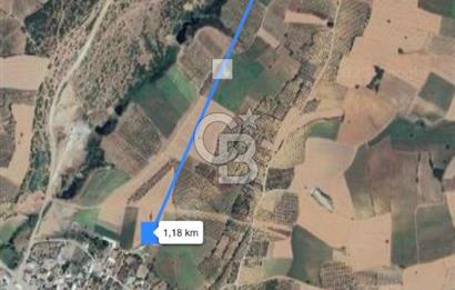 BANDIRMA YENİYENİCE'DE SATILIK 400 AĞAÇLIK CEVİZ BAHÇESİ