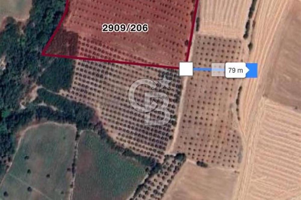 BANDIRMA YENİYENİCE'DE SATILIK 400 AĞAÇLIK CEVİZ BAHÇESİ